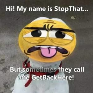 Meet your Posher, Chad